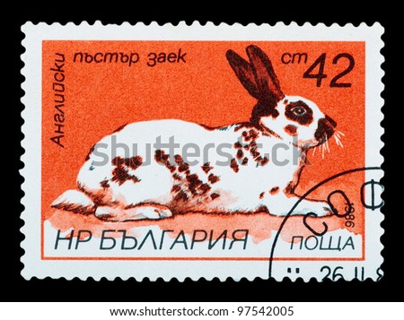 BULGARIA - CIRCA 1986: The postal stamp printed in BULGARIA shows English spotted rabbit, series, circa 1986