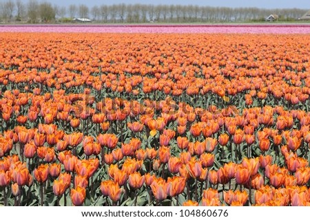 orange tulip field #1, netherlands view of tulip filed in open country, shot in springtime at blossoming peak
