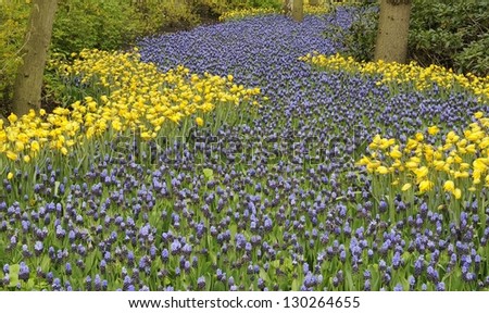 blossoming blue path, keukenhof, close up of field of flowers at important flower park in netherlands, shot in springtime at blossoming peak