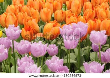 lilac and baloon tulips, netherlands, close up of orange and violet tulips at important flower park in netherlands, shot in springtime at blossoming peak
