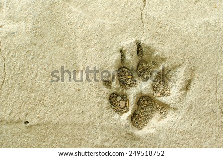 Image of Dog footprint on cement