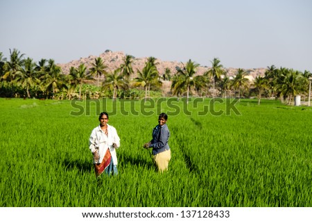 KARNATAKA, INDIA - 3 MARCH: Women work in rice paddy on 3 March 2013 in Karnataka. India is one largest producers of rice in the world and accounts for 20% of the worlds rice production.