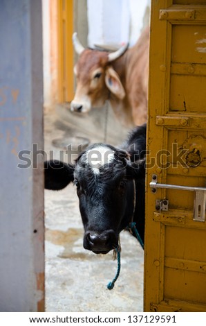 PUSHKAR, INDIA - 22 JANUARY: Two cows peek through a doorway on 22 January 2013 in Pushkar. In India cows are regarded as a sacred animal and have right of way on public highways.