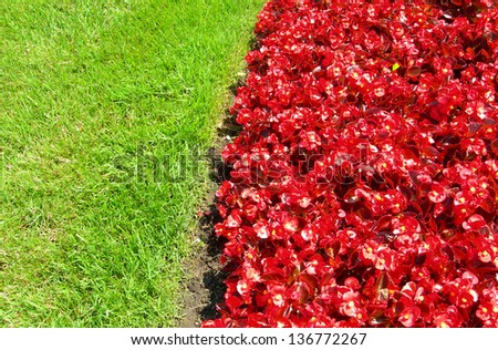 Landscape with hot red flower bed and grass