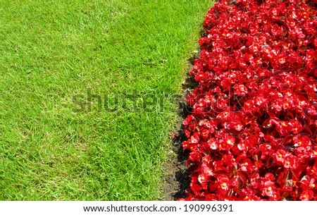Bright red flower beds blossoms against green grass for landscape backgrounds