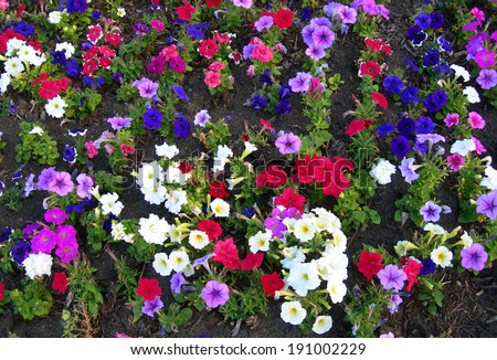 Red, pink and white petunia flower bed for brightly multicolored landscape backgrounds