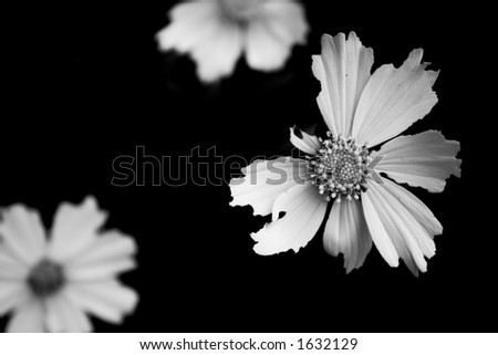 White Flowers on Black Background