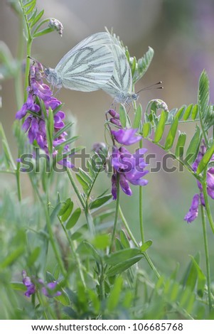 Vicia cracca (tufted vetch, cow vetch, bird vetch, boreal vetch with butterflies