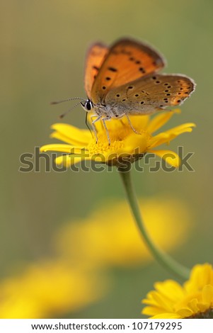 Large Copper butterfly Lycaena dispar on yelow camomile