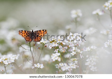 Red Butterfly