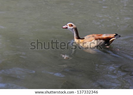 Lonely bird on an African swamp  - Egyptian Goose (Alopochen aegyptiacus)