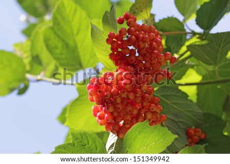 Viburnum , with red stone fruits in autumn