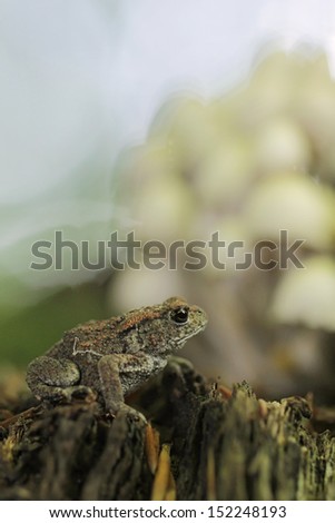 Common toad or European toad (Bufo bufo) on a sandy ground