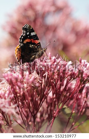 butterfly in the garden - Red Admiral butterfly (Vanessa atalanta)