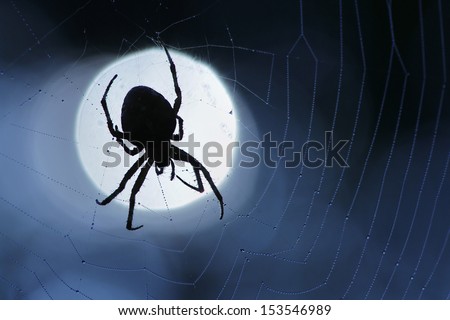 Big spider sits on his cobweb in the dark - Cross spider (Araneus diadematus)