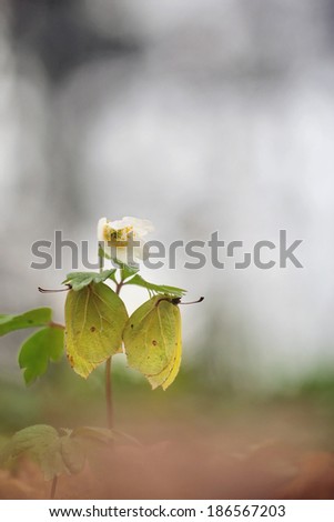 Flower in a forest in spring with butterflies