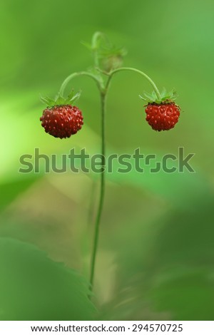 Fragaria vesca, commonly known as the Woodland Strawberry, Other names for this species include Fraises des Bois, Wild (European) Strawberry, European Strawberry and Alpine Strawberry - vertical