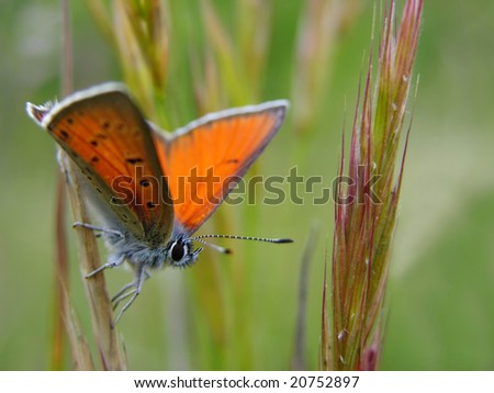 Large Copper butterfly