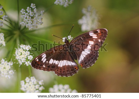 White Admiral butterfly, Limenitis camilla - horizontal