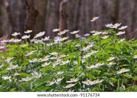 The first spring flowers in wood - wood anemone, windflower, thimbleweed, smell fox ( Anemone nemorosa
