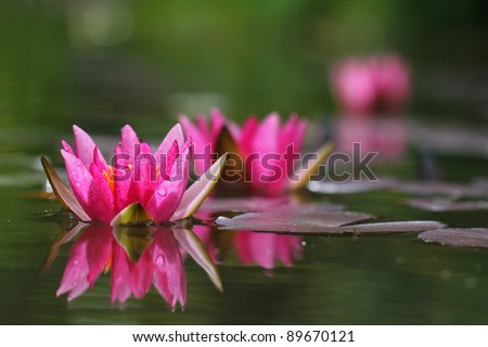 Image, Stock Photo Waterlillies in black and white