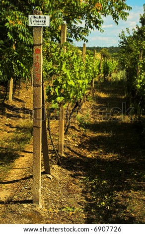 Wineyard on the South Moravia