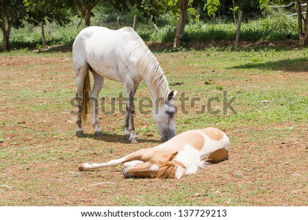 horse sleeping on the ground  in farm