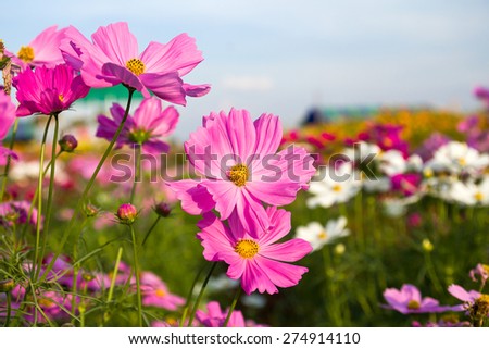 Pink cosmos flower family fompositae, cosmos flower in field