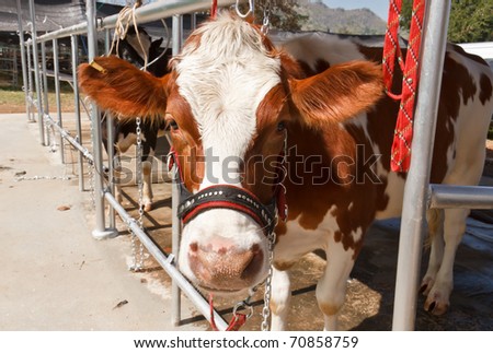 Cow in farm