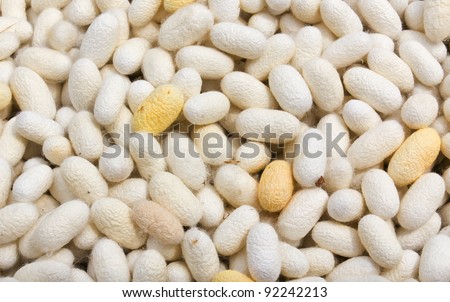 cocoon silkworm many silk worm yellow and white
