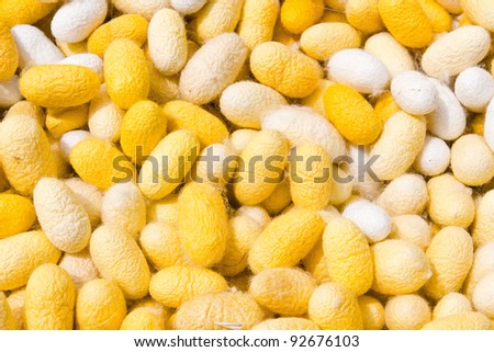 cocoon silkworm many silk worm yellow and white