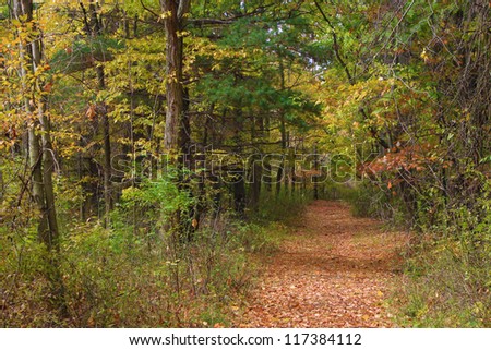 A leafy path winds through a colorful fall forest