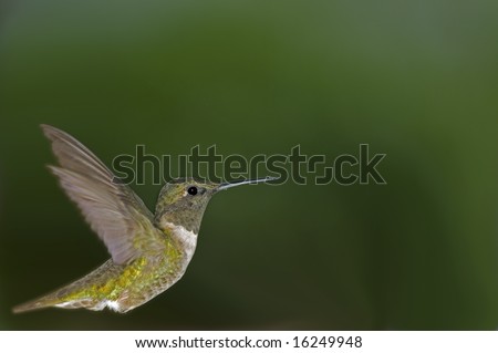 Hummingbird in flight with empty space for logos, text, or other information