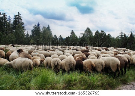 White and dark sheep in the Black Forest, closely packed flock at the edge of forest/ A flock