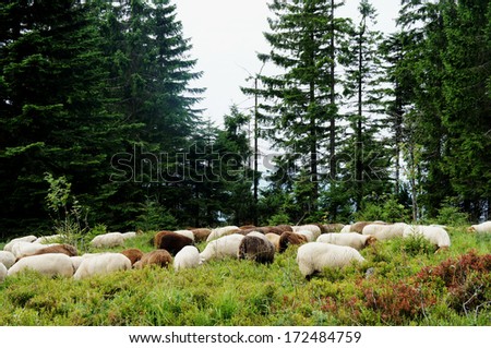 White and brown sheep in search of food at the edge of the forest/Sheep on the food search