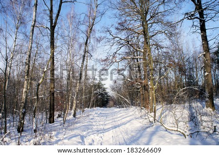 Straight way through a bare deciduous forest in winter; sunny day with blue sky/ Forest way in winter