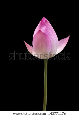 Closeup of lotus in the black background