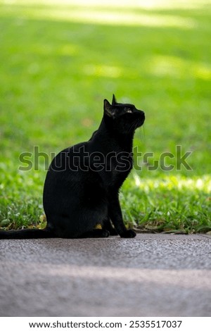 Similar – Image, Stock Photo Black cat looking at camera