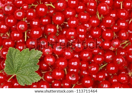 Freshly picked red currants with a leaf form a background
