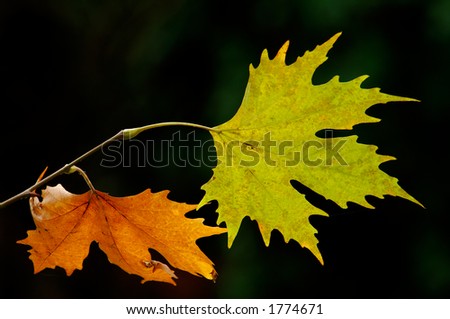 Image shows a pair of autumn leaves in contrasting colors