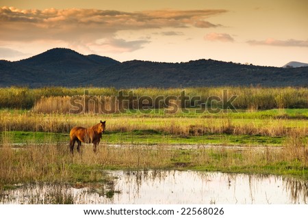 Lone horse in a serene swampy landscape, looking at the camera