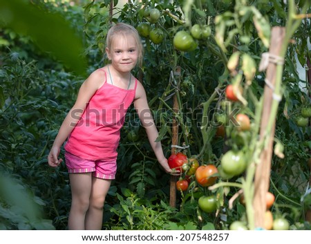Vegetable garden - lovely gardener with harvests of ripe tomatoes
