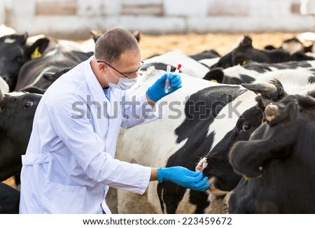 man in  medical gown takes samples of biological material in cows
