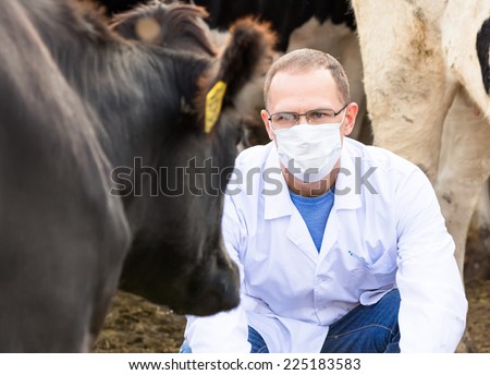 veterinarian to look at a cow
