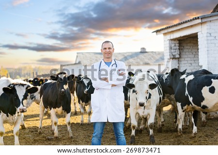 Veterinarian at  farm cattle. Healthy food and drink.