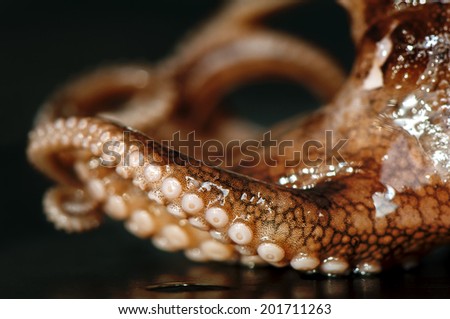 Octopus arms\' suction cups close-up on black background