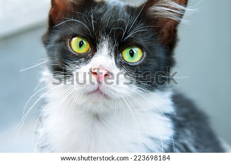 Black and white cat looking at the camera
