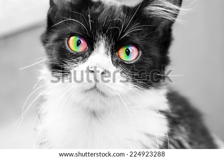 Black and white cat with rainbow eyes looking at the camera