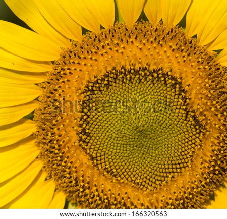 Part of sunflower on white background