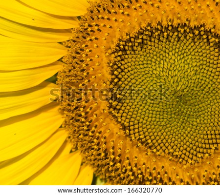Part of sunflower on white background
